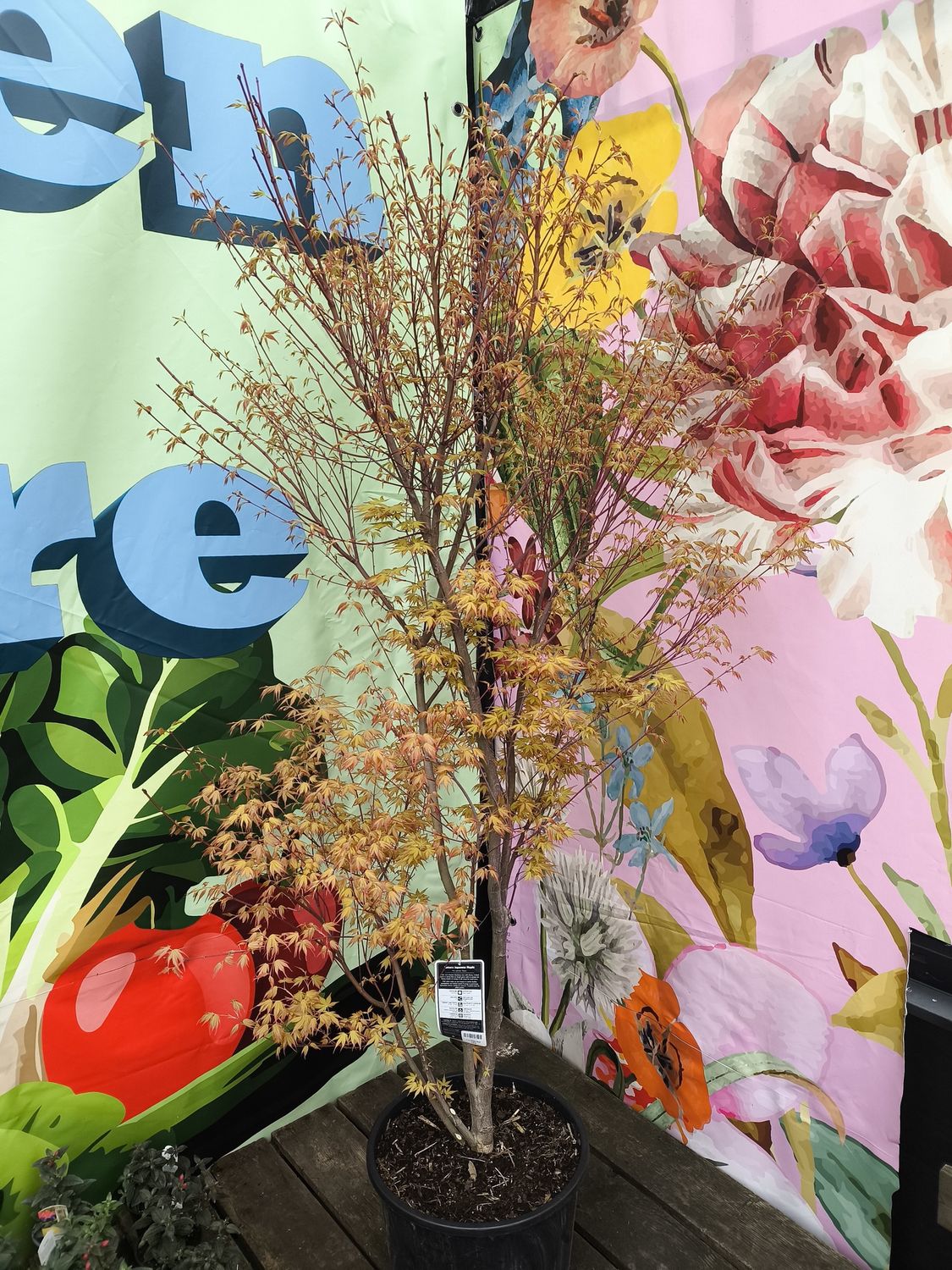 #7 Acer palmatum 'Katsura'