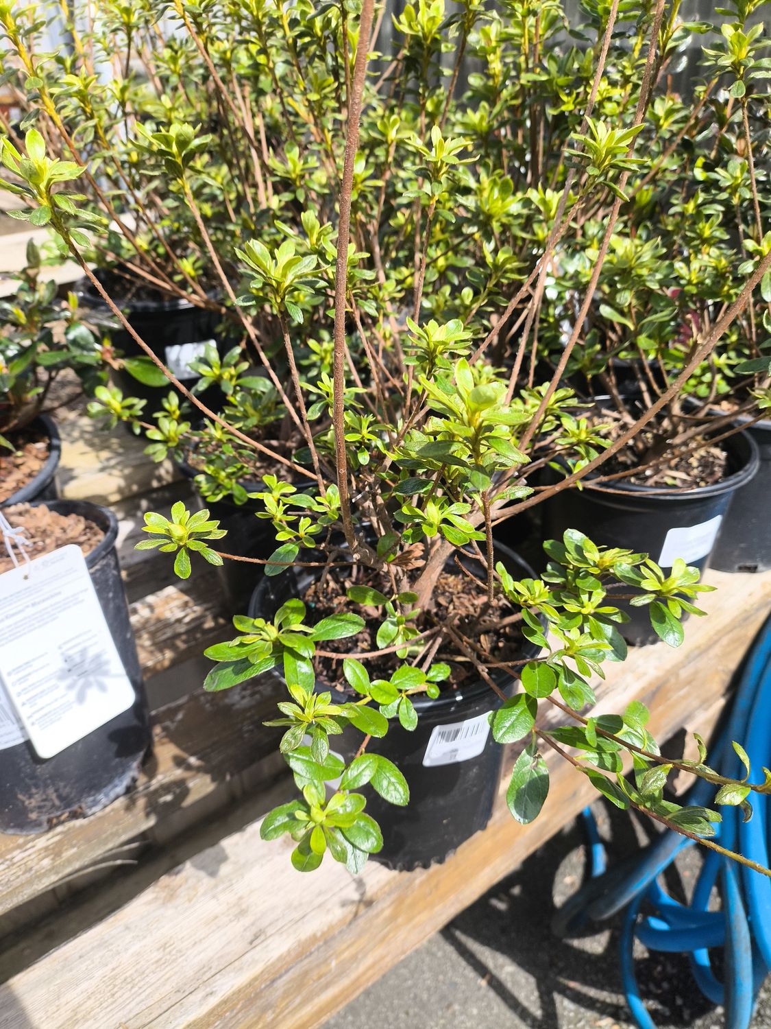 #1 Azalea x 'Girard's Pleasant White'
