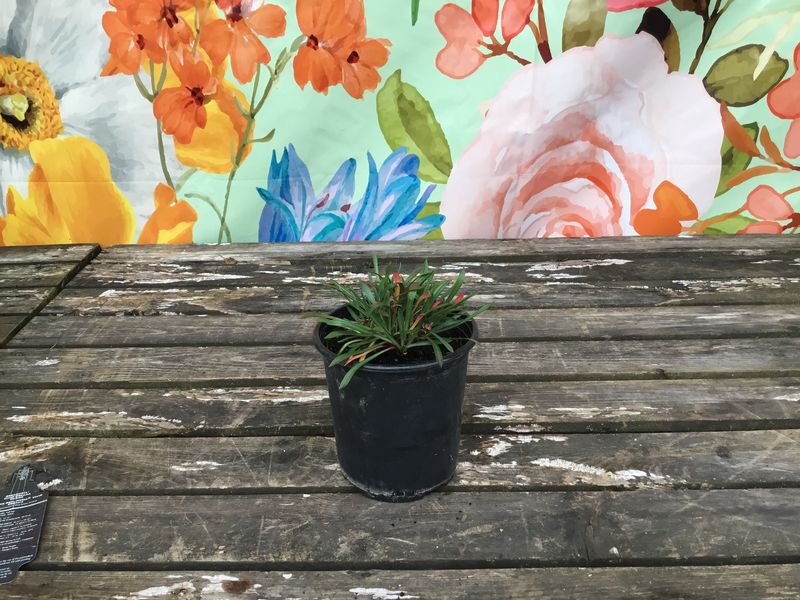 #1 Armeria Dreamaria 'Vivid Dreams'