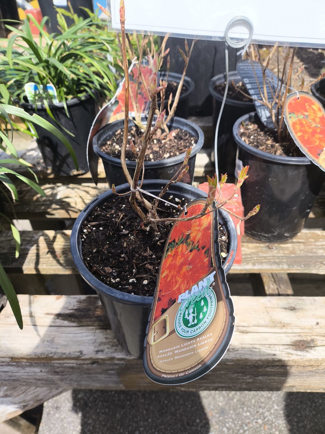 #1 Azalea exbury 'Mandarin Lights'