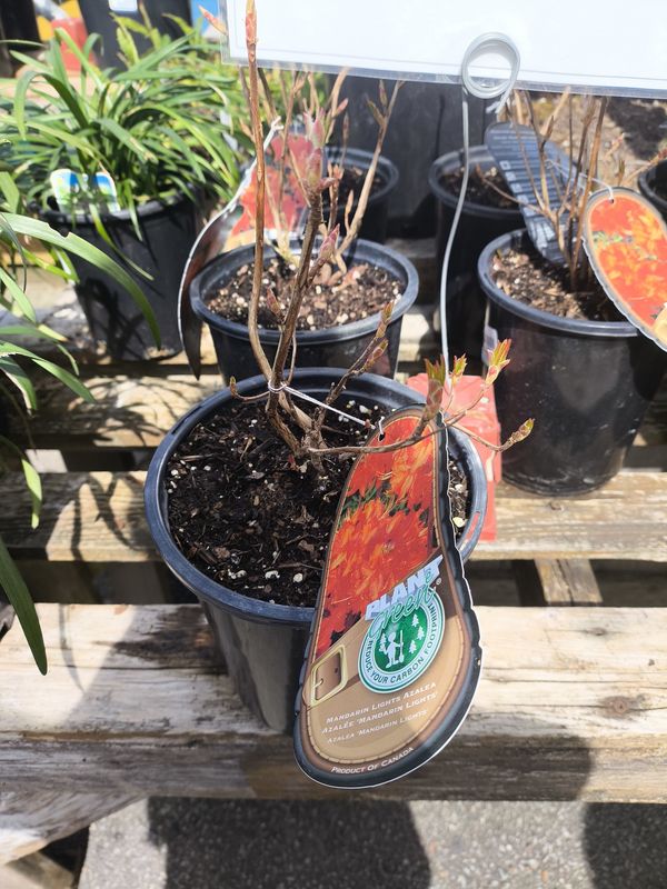 #1 Azalea exbury 'Mandarin Lights'