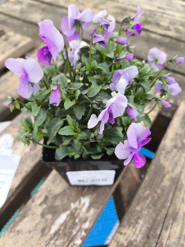 VIOLA CORNUTA SORBET 'Orchid Rose Beacon'