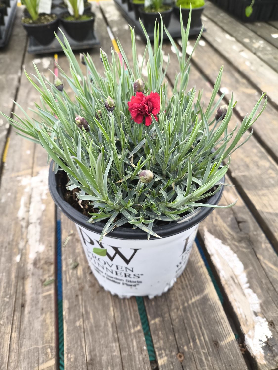 #1 Dianthus Fruit Punch 'Maraschino'