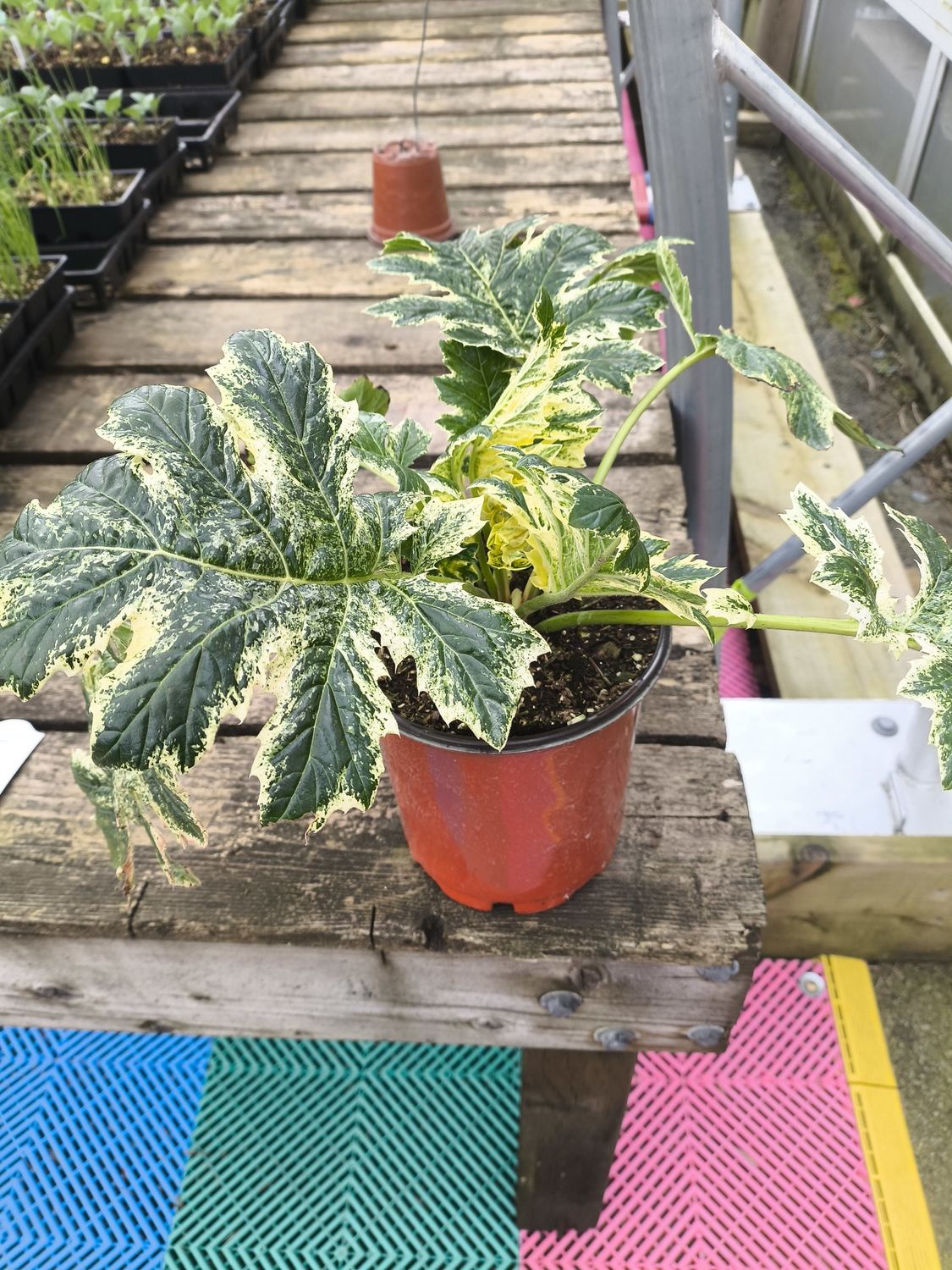 Acanthus mollis 'Whitewater'