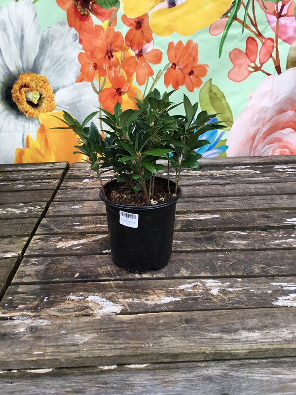 #1 Sarcococca x 'Fragrant Mountain'