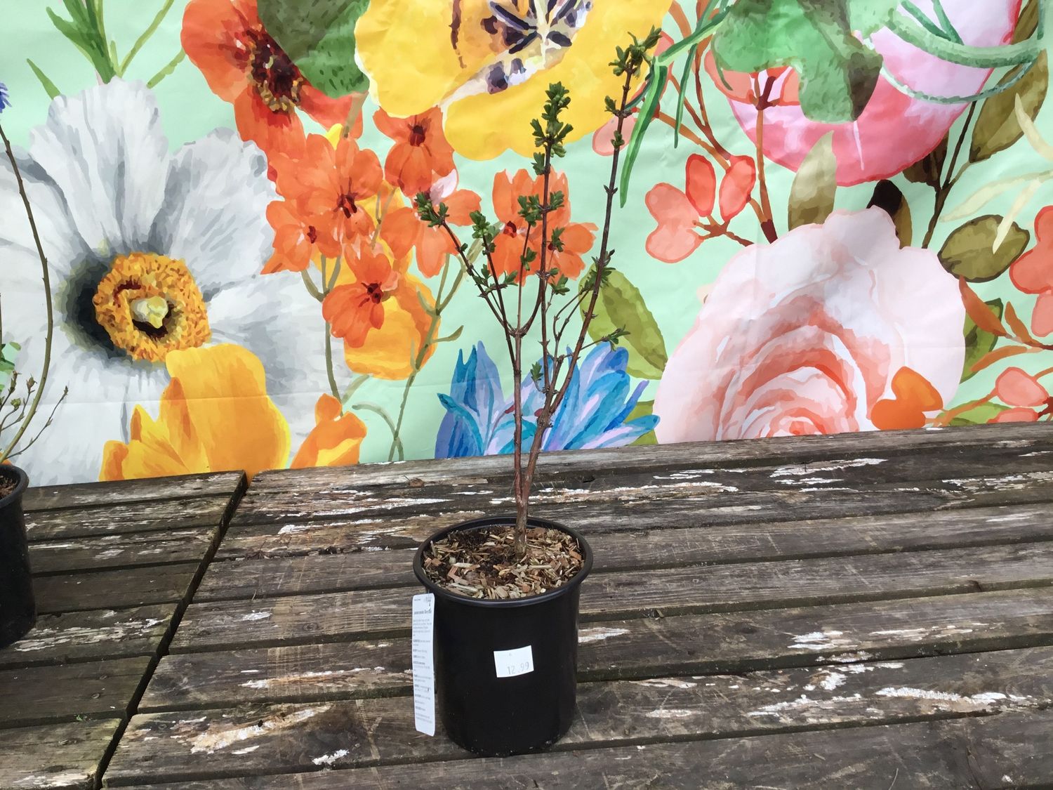 #1 Lonicera Carerulea 'Berry Blue'