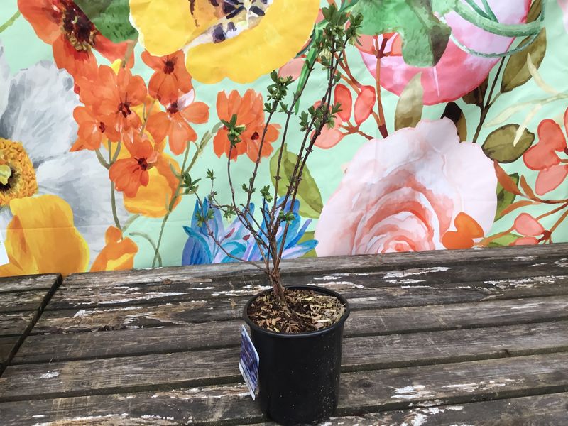 #1 Lonicera Caerulea 'Honey Bee'