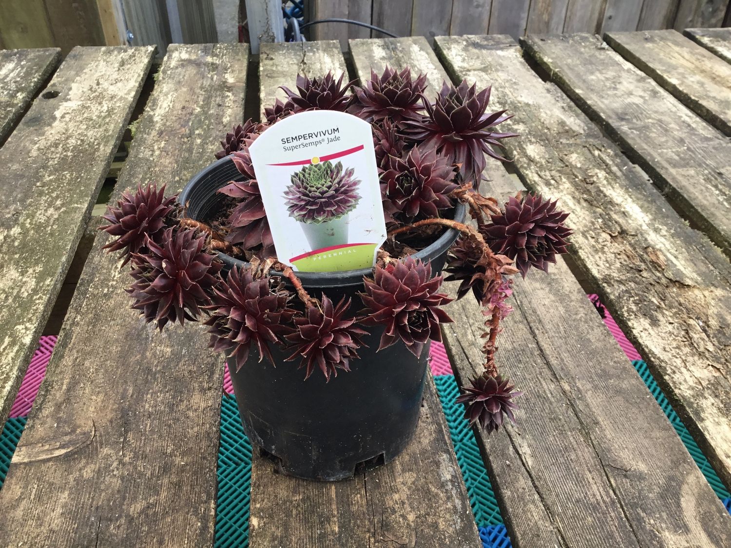 #1 SEMPERVIVUM 'Jade'