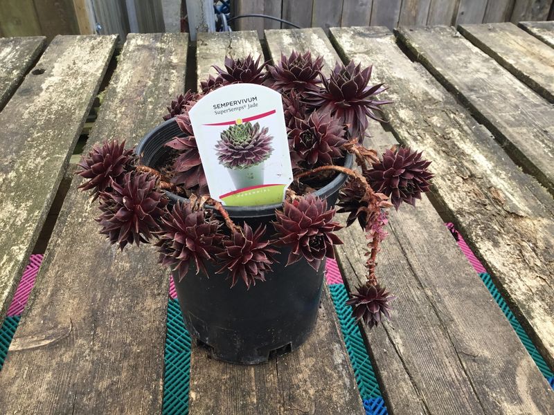 #1 SEMPERVIVUM 'Jade'