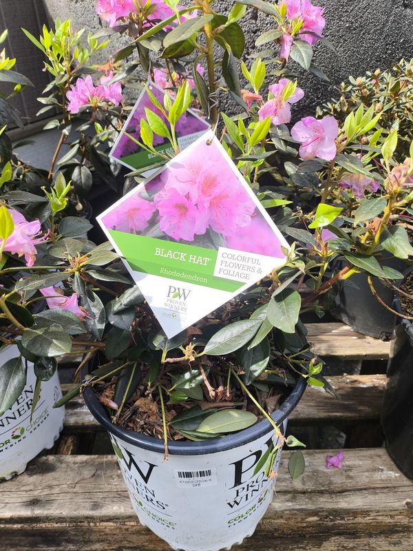 #2 RHODODENDRON 'Black Hat'