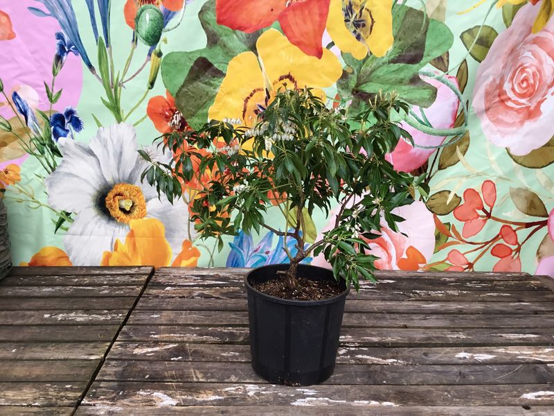 #1 PIERIS JAP. 'Mountain Fire'