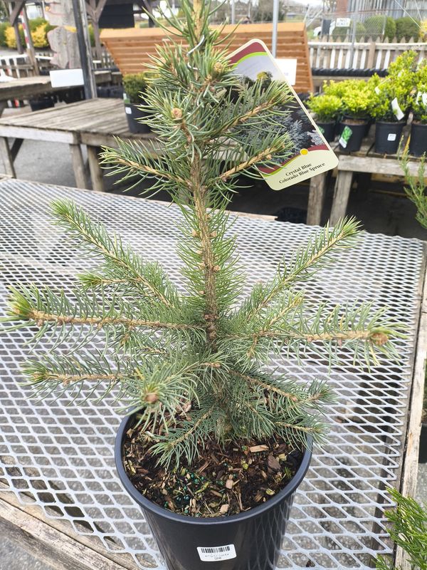 #2 PICEA PUN. 'Crystal Blue'