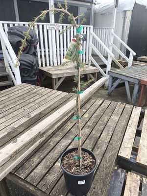 #2 CEDRUS ATL. 'Glauca Pendula'
