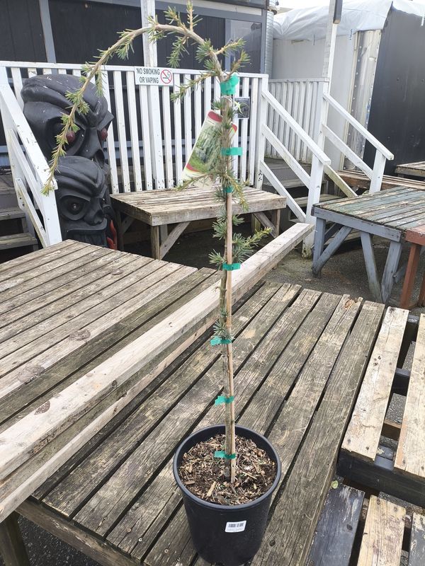 #2 CEDRUS ATL. 'Glauca Pendula'