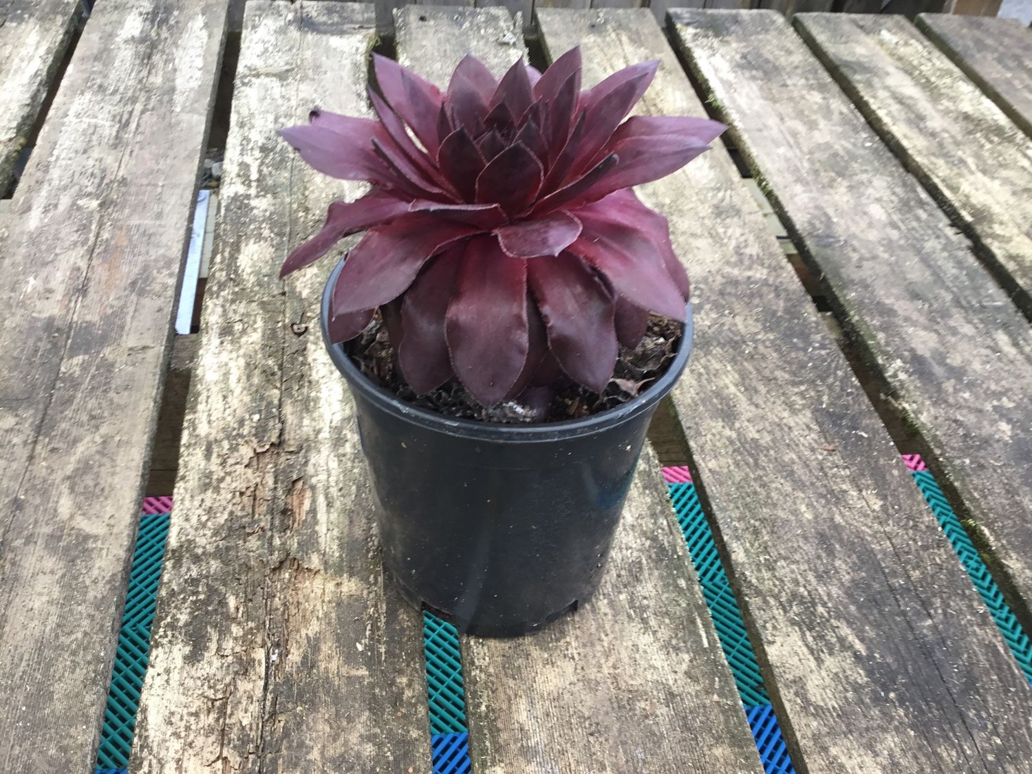 #1 SEMPERVIVUM 'Onyx'