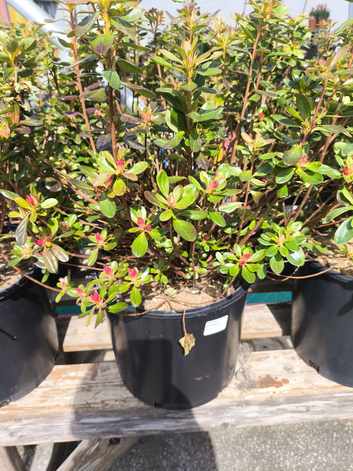 #3 AZALEA JAPONICA 'Hino Crimson'