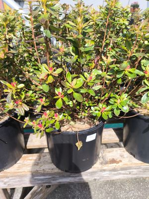 #3 AZALEA JAPONICA 'Hino Crimson'