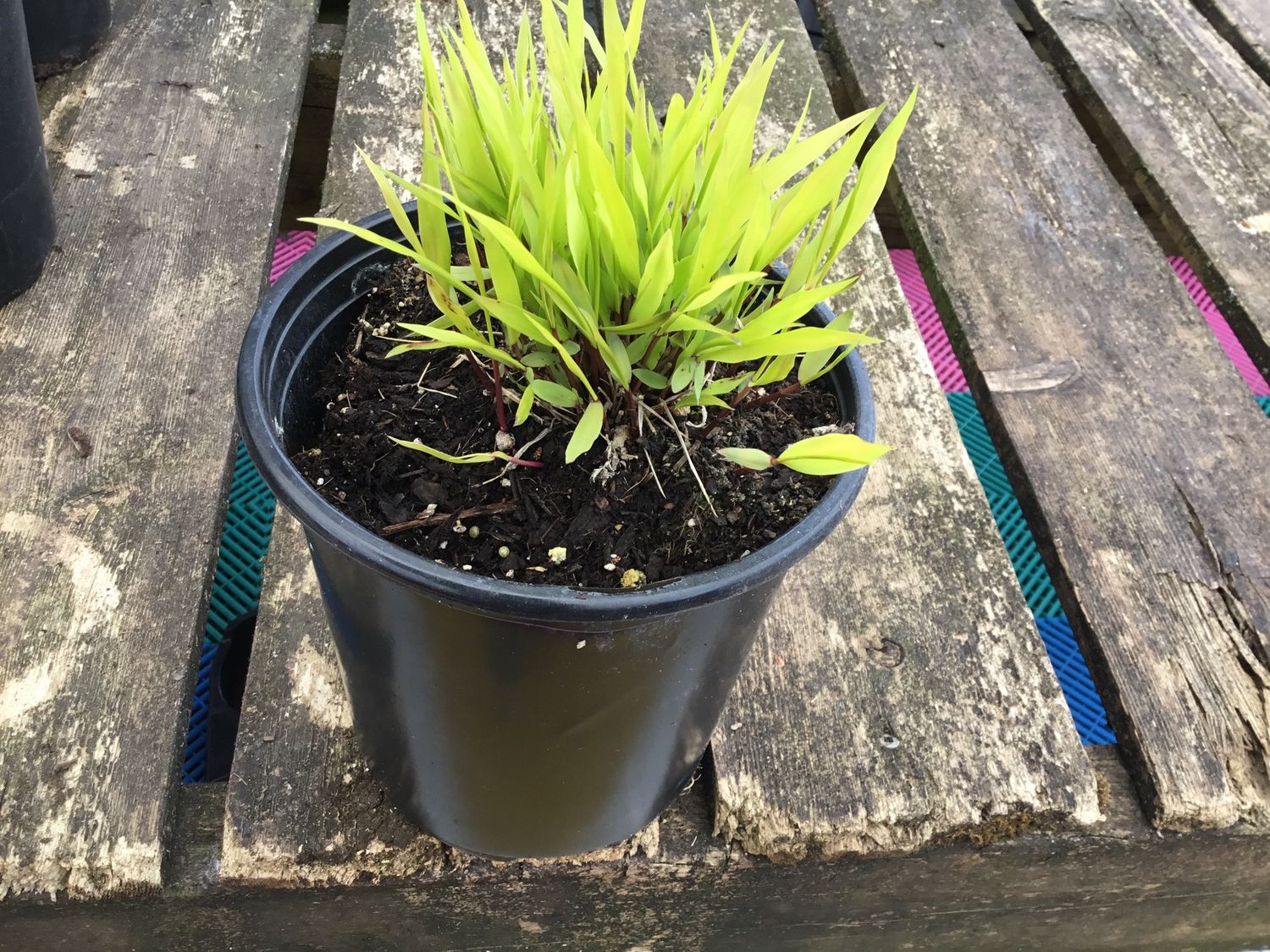 #1 HAKONECHOLA MACRA 'All gold'