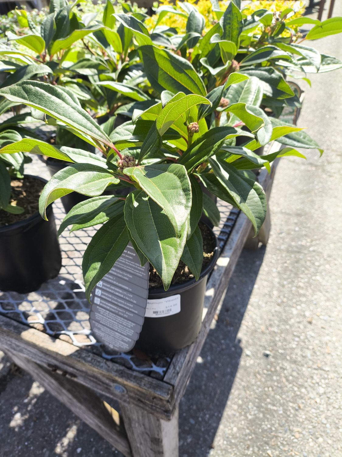 #1 VIBURNUM DAVIDII 'Vibsid1'