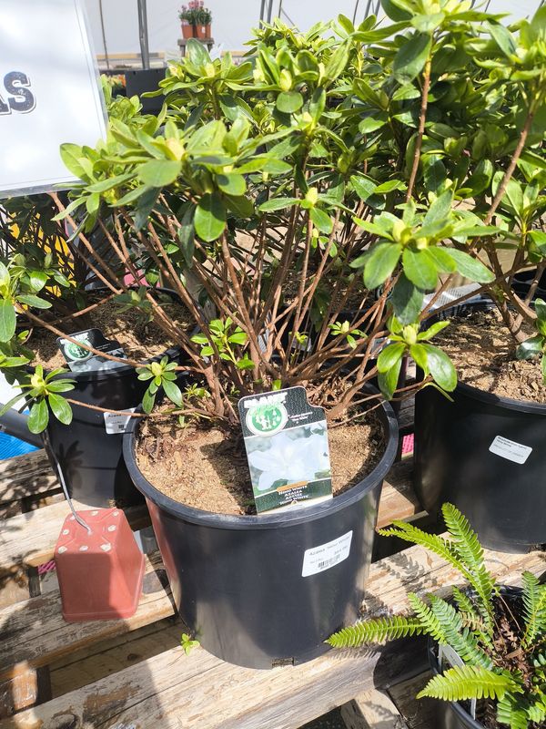 #3 AZALEA JAPONICA 'Hino White'