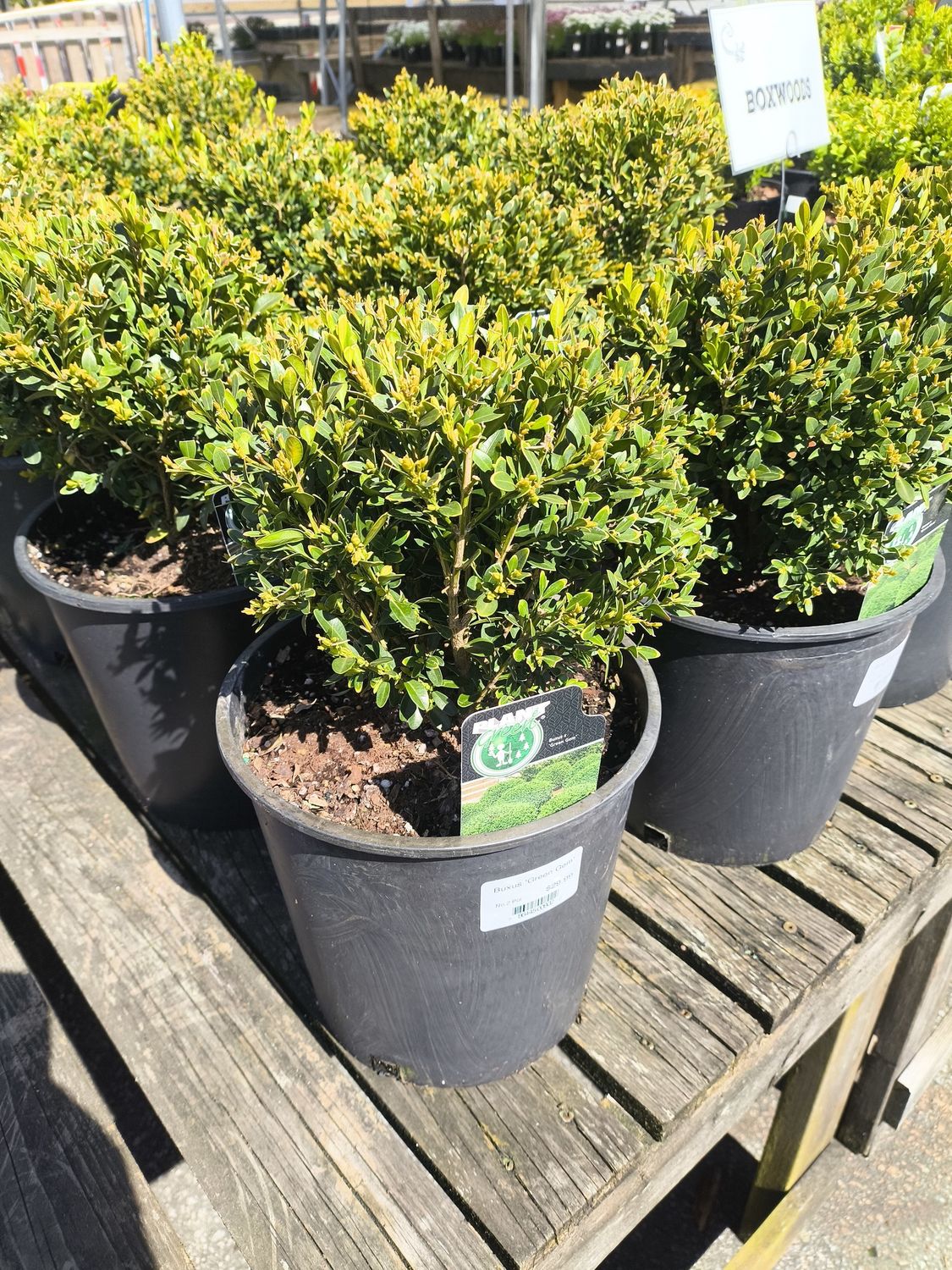 #2 BUXUS 'Green Gem'