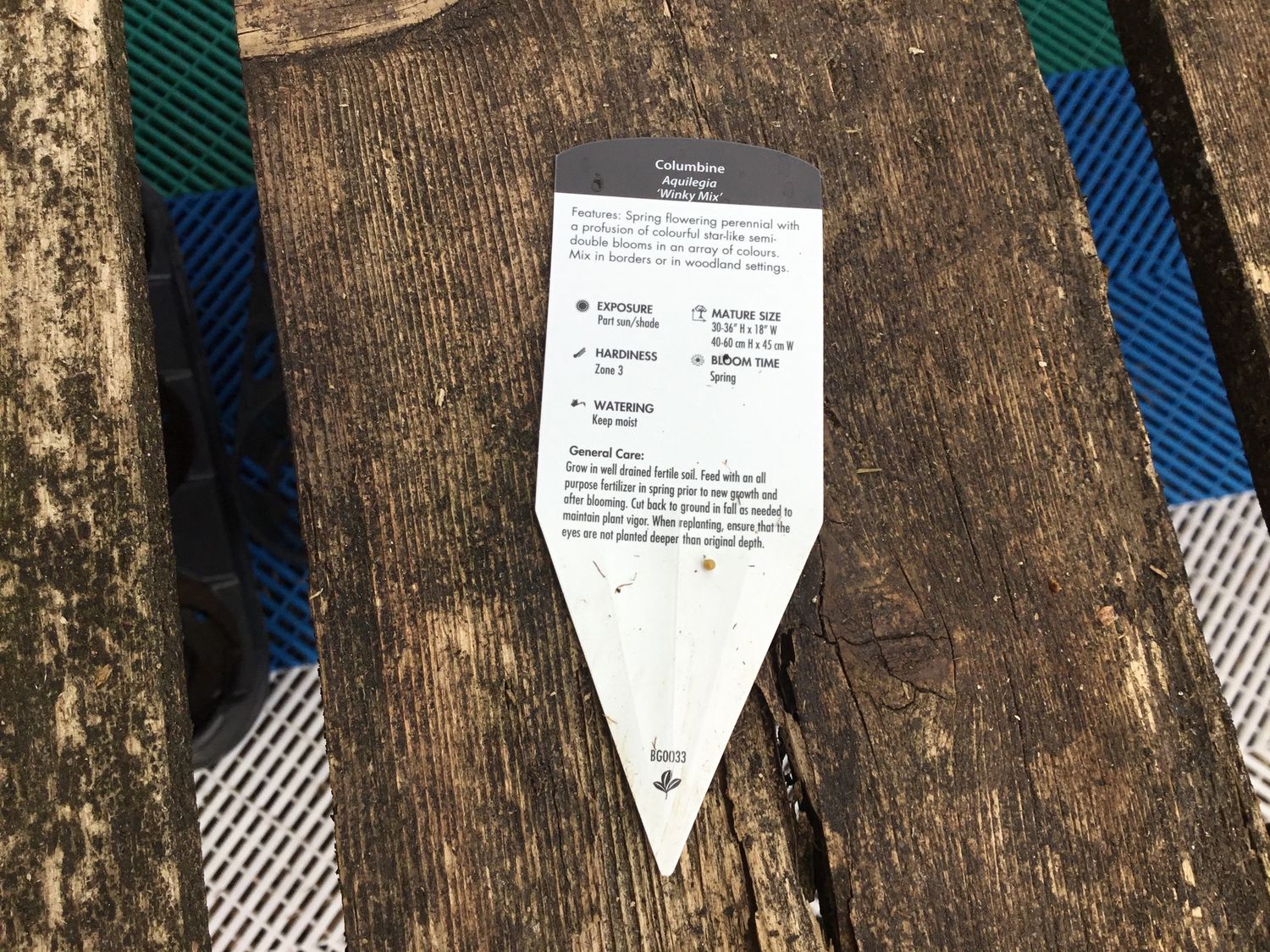 #1 AQUILEGIA VULGARIS WINKY MIX