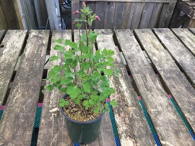 #1 AQUILEGIA VULGARIS WINKY MIX