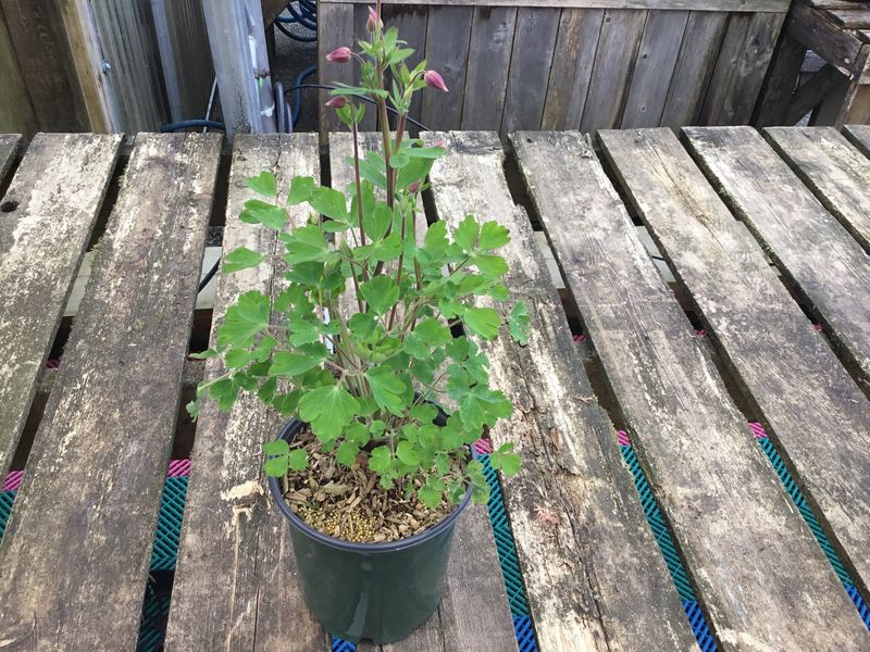 #1 AQUILEGIA VULGARIS WINKY MIX