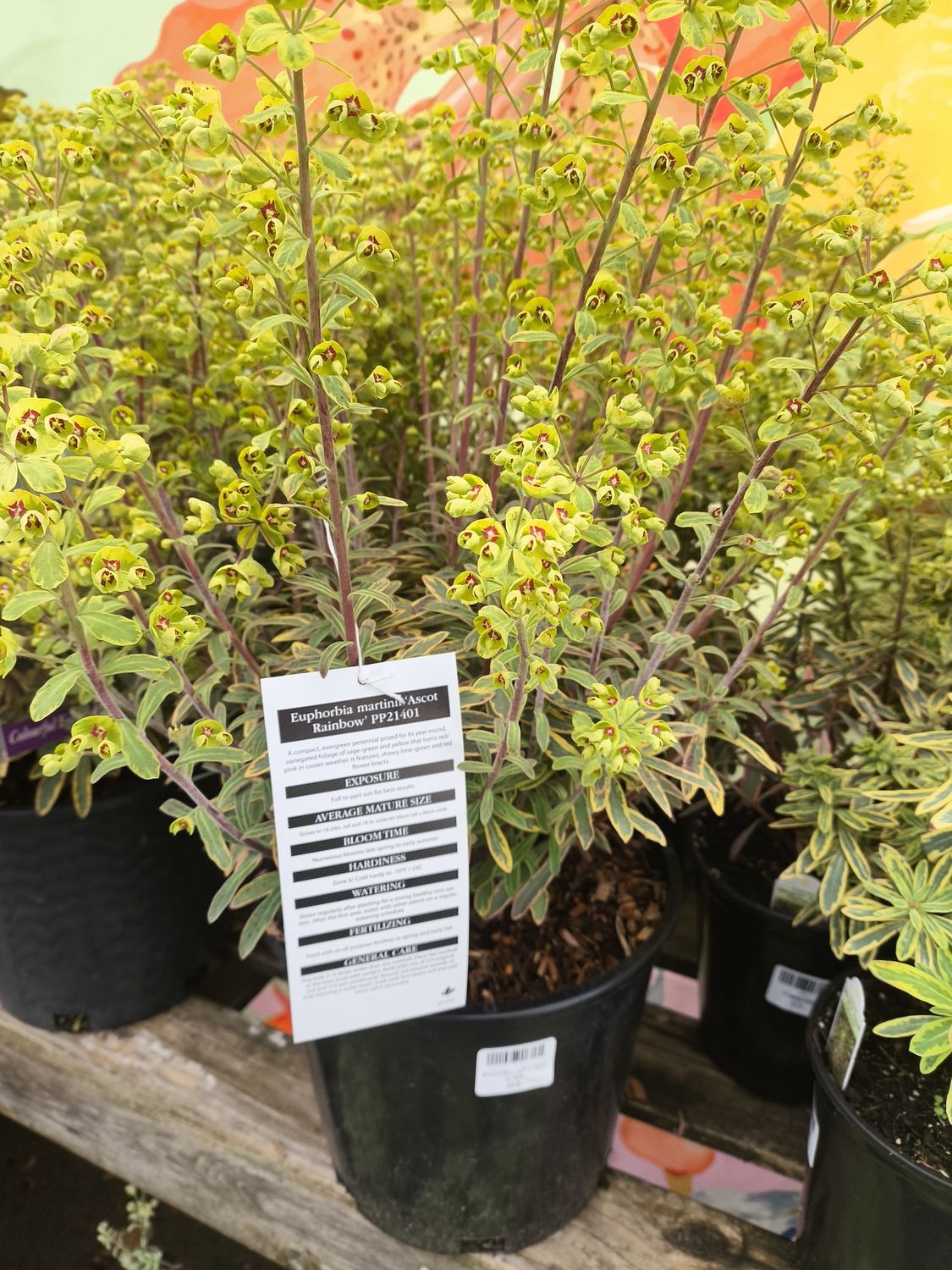 #2 EUPHORBIA X. MARTINII ASCOT RAINBOW