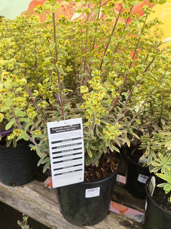 #2 EUPHORBIA X. MARTINII ASCOT RAINBOW