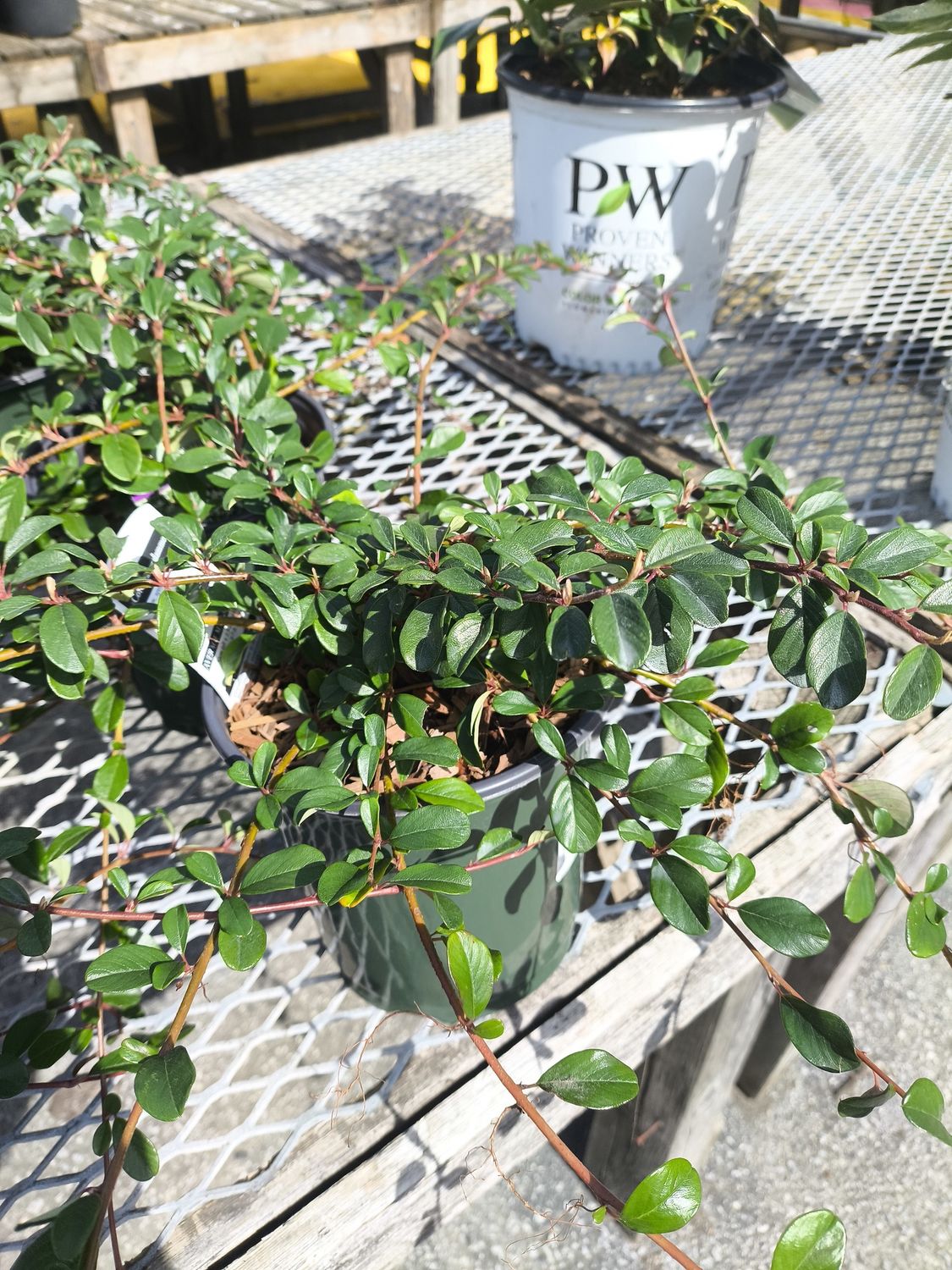 #1 COTONEASTER DAMMERI