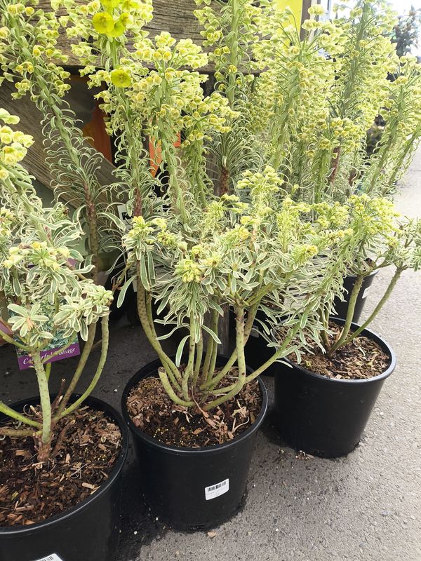 #2 EUPHORBIA CHARACIAS GLACIER BLUE