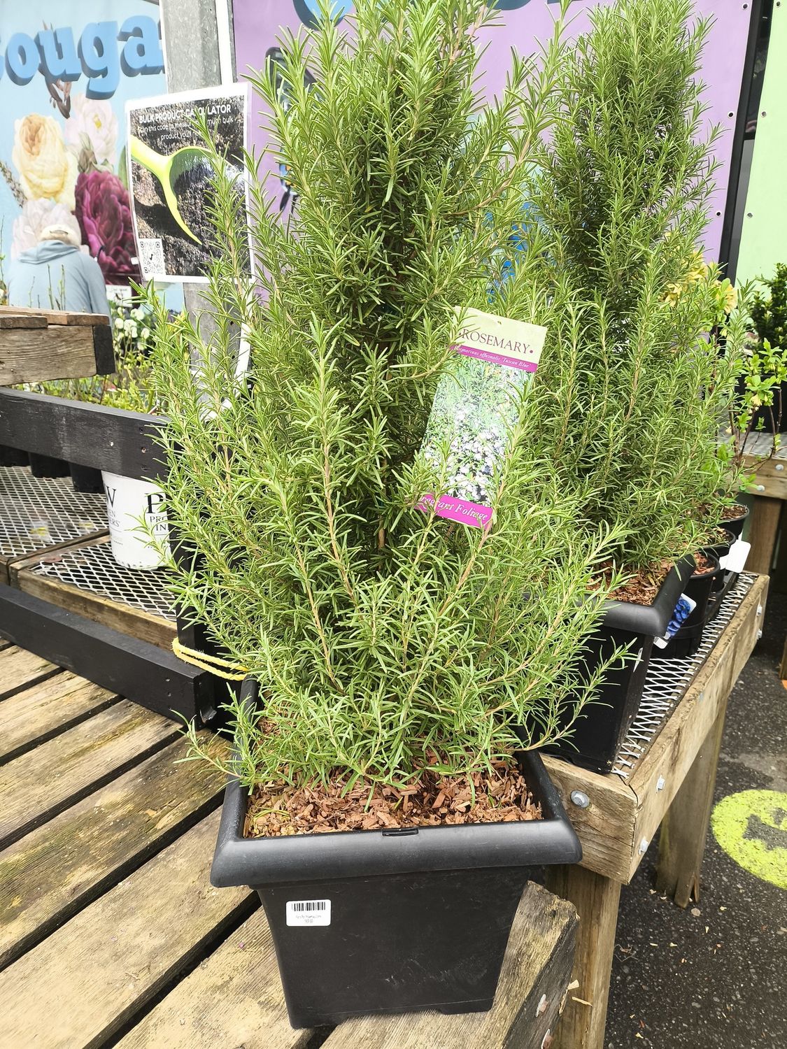 Patio Pot Rosemary Cone