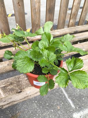 6" STRAWBERRY 'Berri Basket'