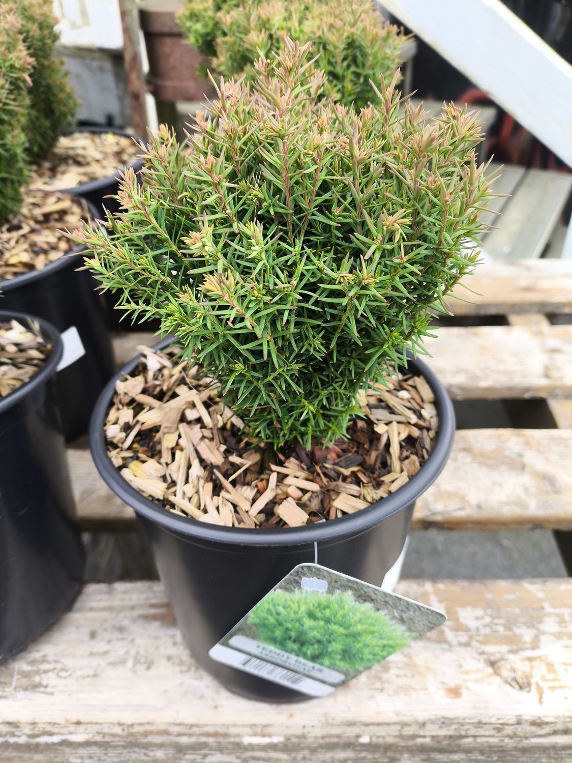 #1 THUJA OCCIDENTALIS 'Teddy'