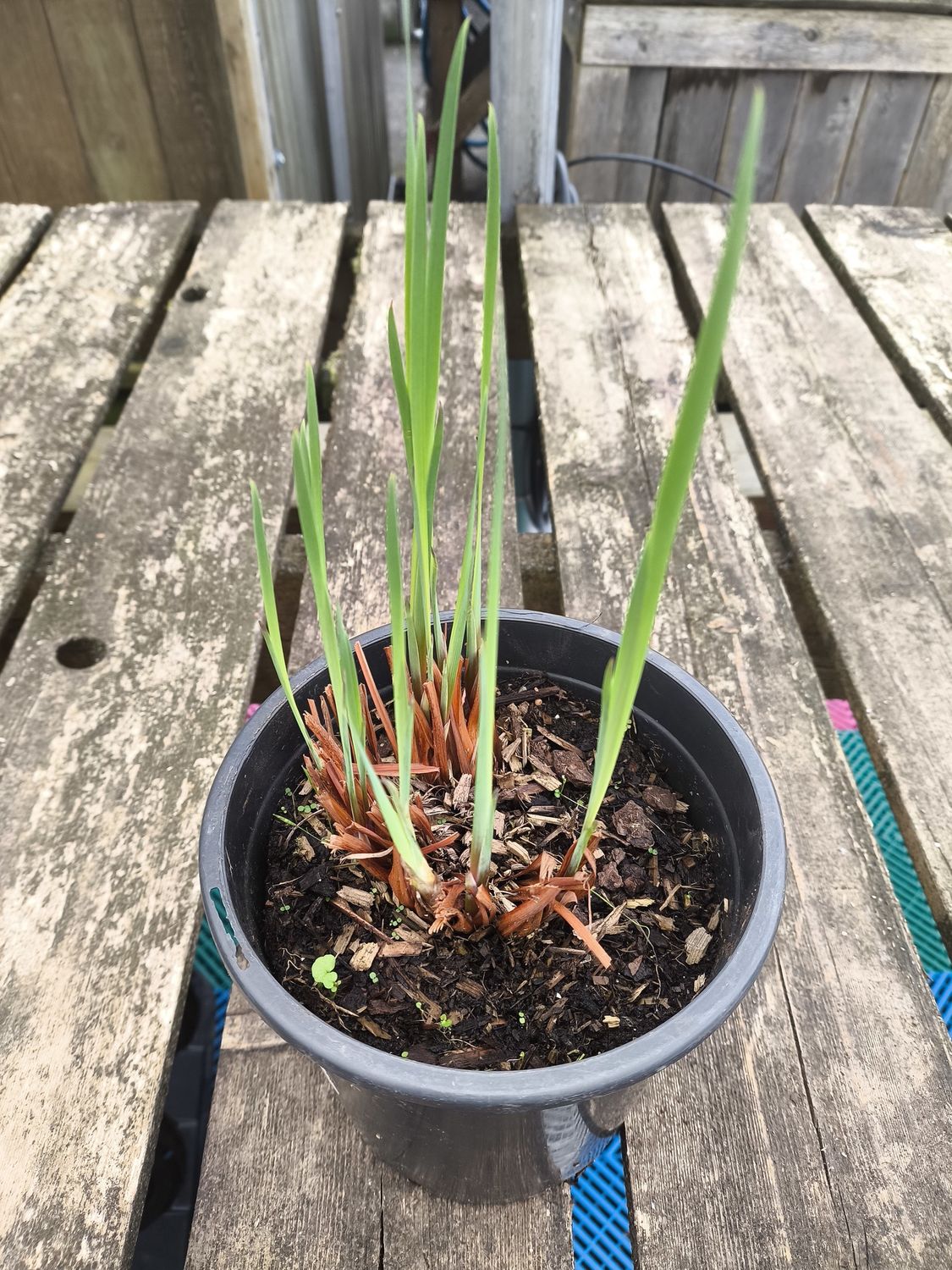 #1 Iris siberica "Caesar's Brother"