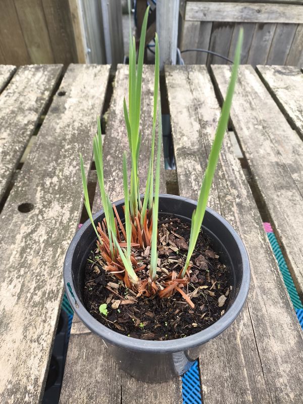 #1 Iris siberica "Caesar's Brother"