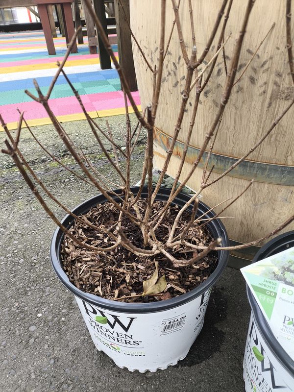 Hydrangea paniculata 'Bobo'