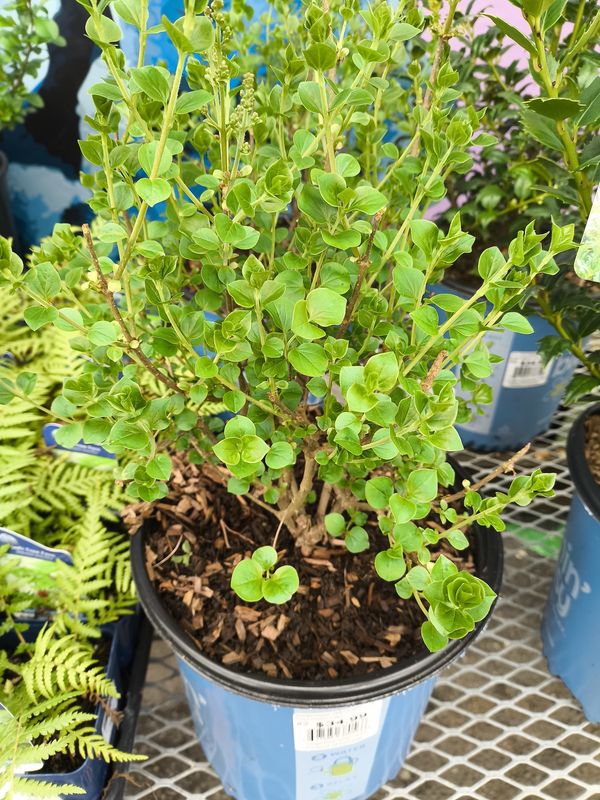 Syringa meyeri 'Pearl Potion'