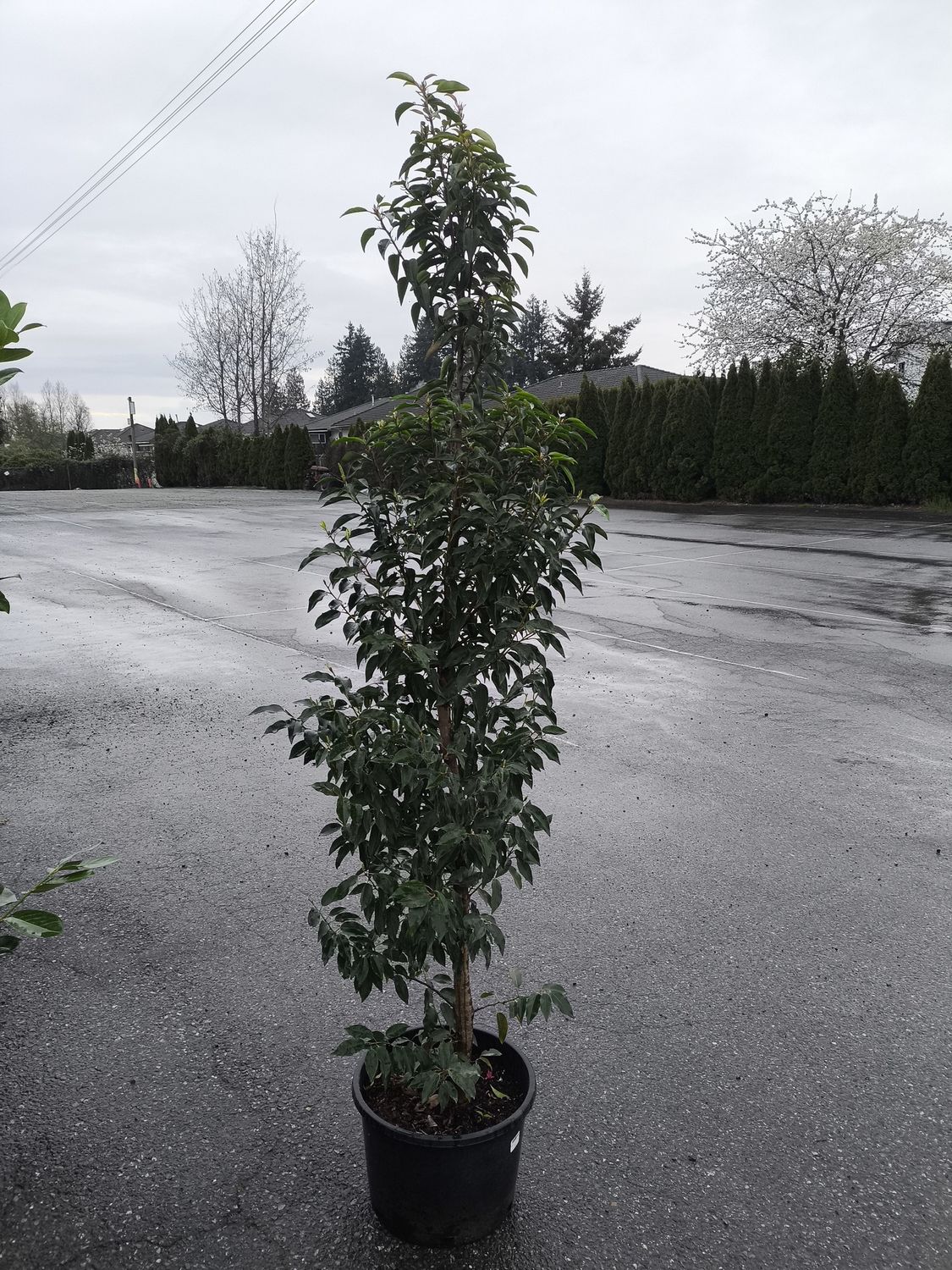 #15 PRUNUS LUSITANICA 'Portugese Laurel'