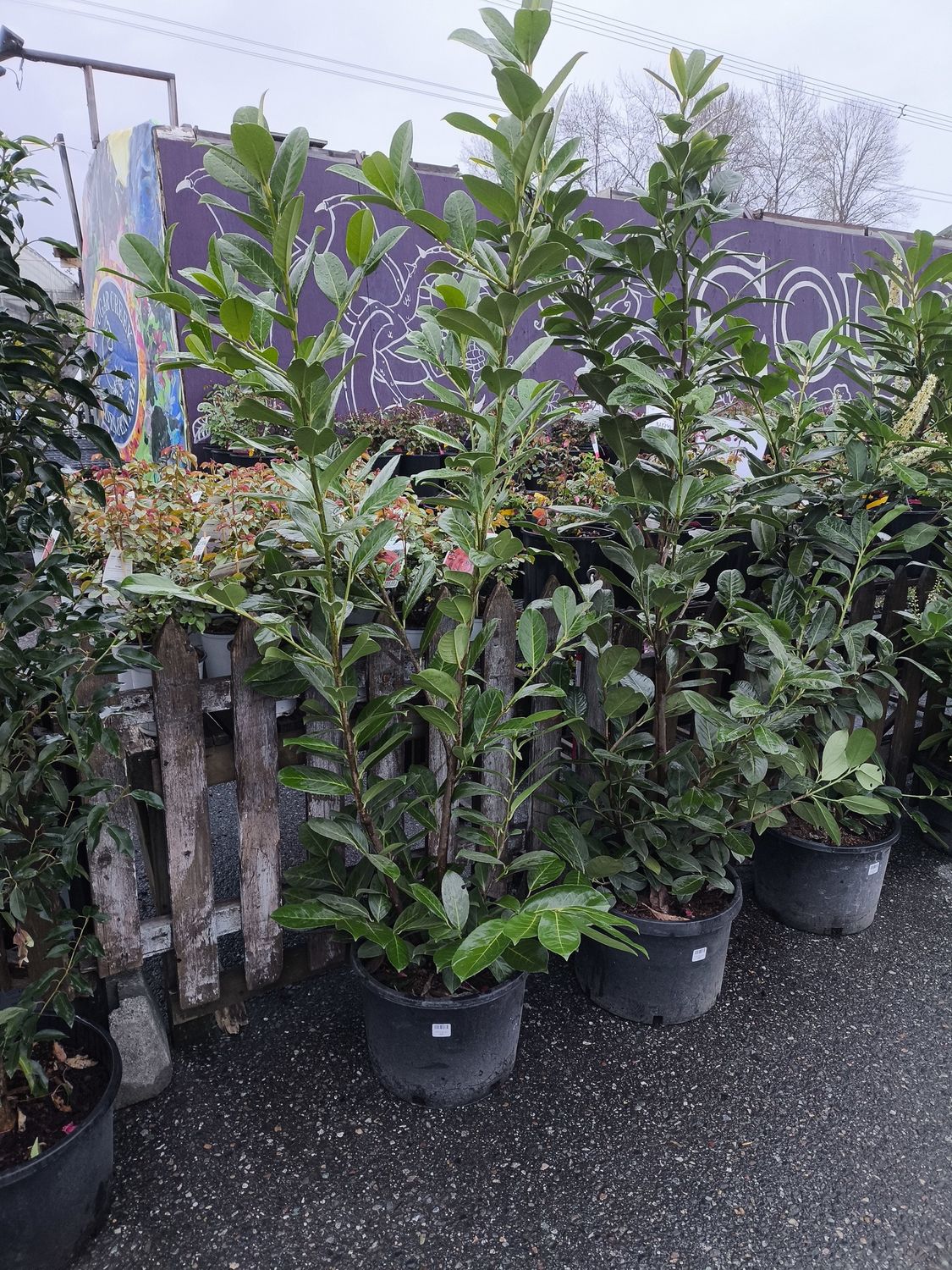 #10 PRUNUS 'English Laurel'