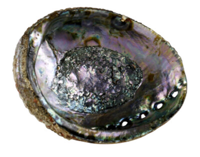 5 Inch Abalone Shell