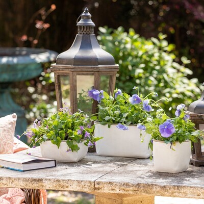 Orchard White Cement Oblong Planter, Large