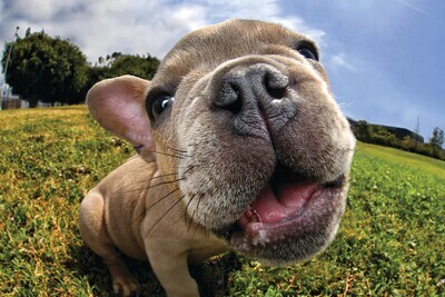 Pugsely The Noes Knows 3D Jigsaw Puzzle - 150pc 18x12"