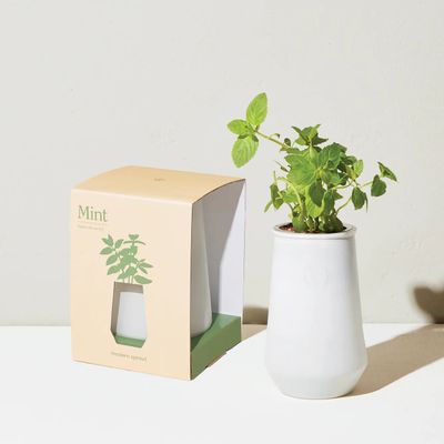 Modern Sprout Tapered Tumbler - Mint
