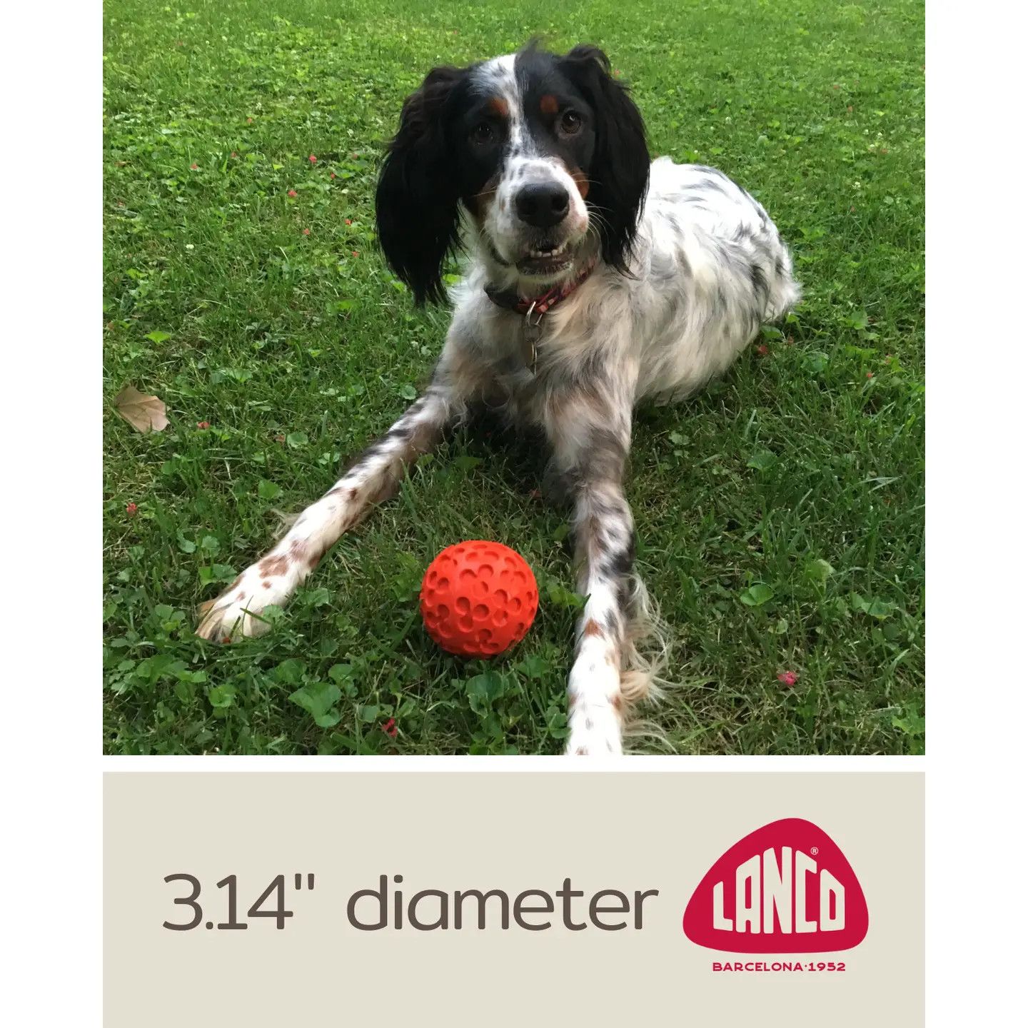 Squeaky Clover Ball Rubber Dog Ball - Red