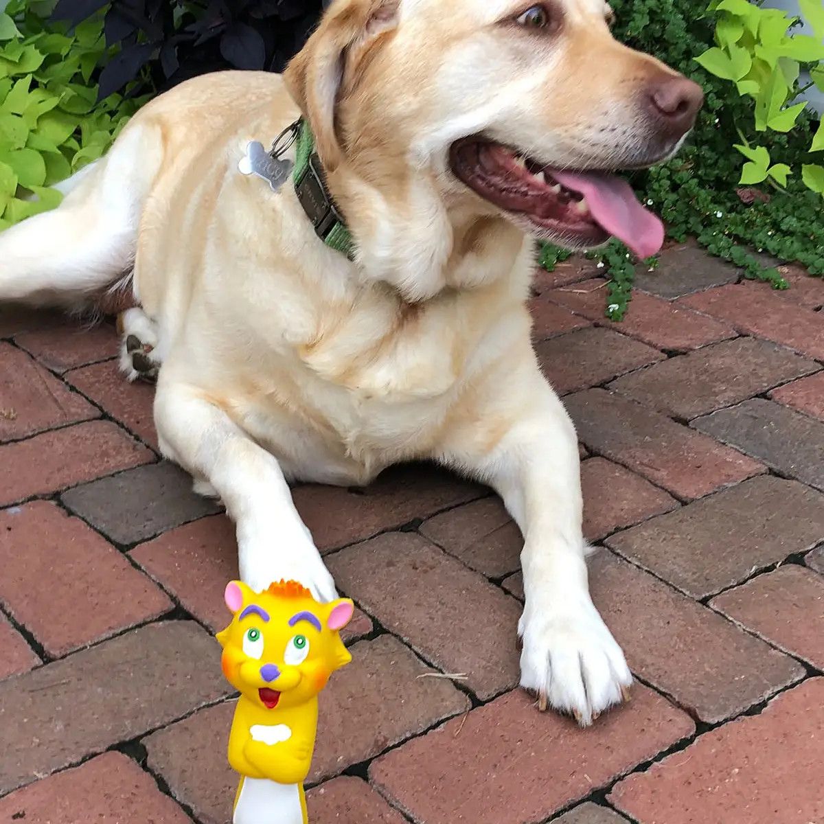 Squeaky Yellow Cat Senior Rubber Dog Toy