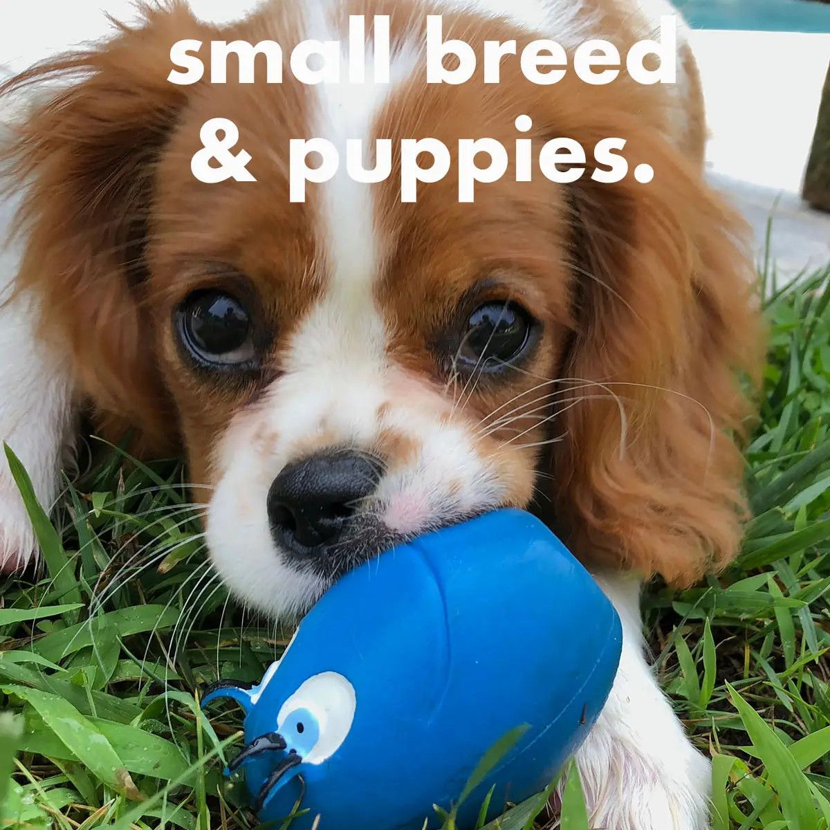 Squeaky Rubber Egg -Blue