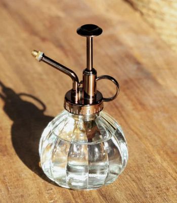 Succulent Mister Ball Shape