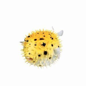Puffer Fish Squirts